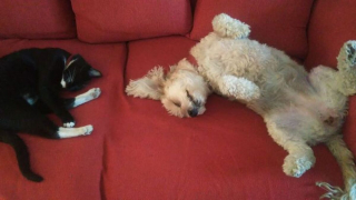 Illustration de l'article : 14 photos de chiens montrant qu'ils trouveront toujours le moyen de nous faire craquer