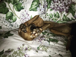 Illustration de l'article : 14 photos de chiens montrant qu'ils trouveront toujours le moyen de nous faire craquer