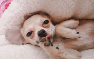 Illustration de l'article : 14 photos de chiens montrant qu'ils trouveront toujours le moyen de nous faire craquer