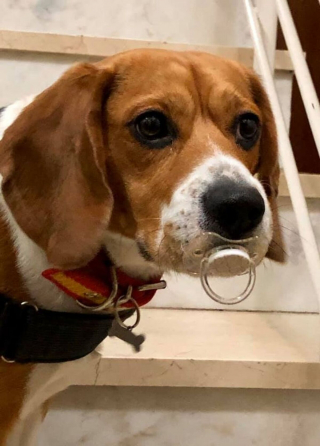 Illustration de l'article : 14 photos de chiens montrant qu'ils trouveront toujours le moyen de nous faire craquer