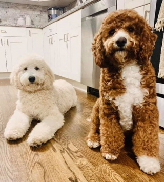 Illustration de l'article : 14 photos de chiens montrant qu'ils trouveront toujours le moyen de nous faire craquer
