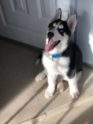 Illustration de l'article : 14 photos de chiens montrant qu'ils trouveront toujours le moyen de nous faire craquer