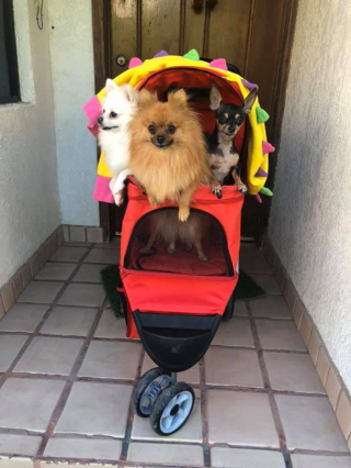 Illustration de l'article : 14 photos de chiens montrant qu'ils trouveront toujours le moyen de nous faire craquer