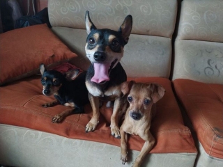 Illustration de l'article : 14 photos de chiens montrant qu'ils trouveront toujours le moyen de nous faire craquer