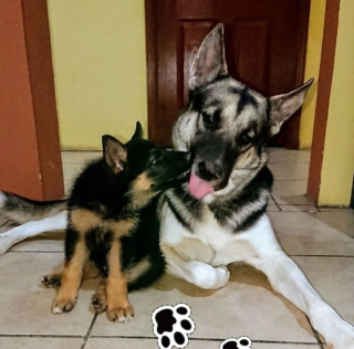 Illustration de l'article : 14 photos de chiens montrant qu'ils trouveront toujours le moyen de nous faire craquer