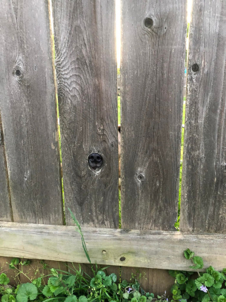 Illustration de l'article : 20 rencontres imprévues avec des chiens qui ont illuminé la journée des gens qui les ont faites