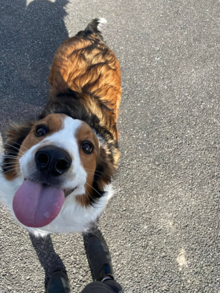 Illustration de l'article : 20 rencontres imprévues avec des chiens qui ont illuminé la journée des gens qui les ont faites