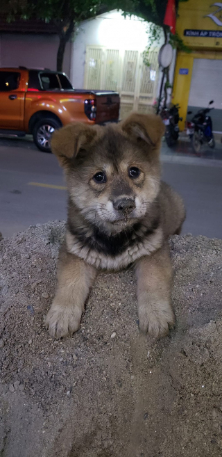 Illustration de l'article : 20 rencontres imprévues avec des chiens qui ont illuminé la journée des gens qui les ont faites