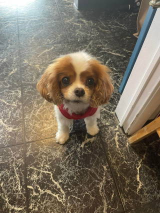 Illustration de l'article : 20 rencontres imprévues avec des chiens qui ont illuminé la journée des gens qui les ont faites