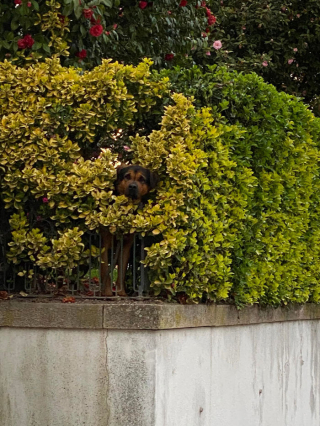 Illustration de l'article : 20 rencontres imprévues avec des chiens qui ont illuminé la journée des gens qui les ont faites