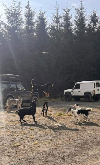 Illustration de l'article : 20 rencontres imprévues avec des chiens qui ont illuminé la journée des gens qui les ont faites