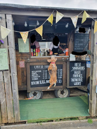 Illustration de l'article : 20 rencontres imprévues avec des chiens qui ont illuminé la journée des gens qui les ont faites