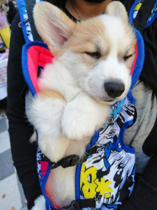 Illustration de l'article : 20 rencontres imprévues avec des chiens qui ont illuminé la journée des gens qui les ont faites