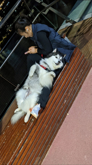 Illustration de l'article : 20 rencontres imprévues avec des chiens qui ont illuminé la journée des gens qui les ont faites