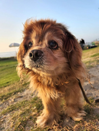 Illustration de l'article : 20 rencontres imprévues avec des chiens qui ont illuminé la journée des gens qui les ont faites