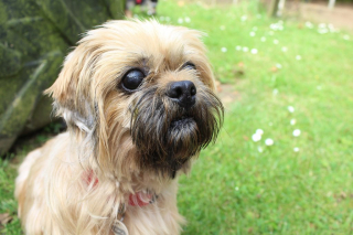 Illustration de l'article : Cette chienne aveugle et son amie qui la guide sont arrivées ensemble au refuge et espèrent ne pas être séparées