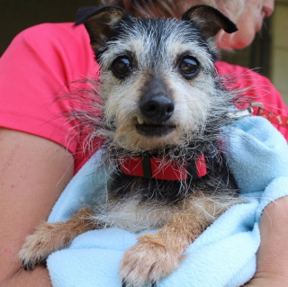 Illustration de l'article : Cette chienne aveugle et son amie qui la guide sont arrivées ensemble au refuge et espèrent ne pas être séparées
