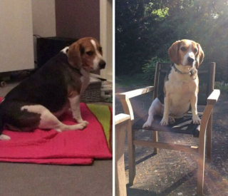 Illustration de l'article : 14 chiens heureux et en pleine forme apr&egrave;s avoir vaincu le surpoids