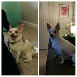 Illustration de l'article : 14 chiens heureux et en pleine forme après avoir vaincu le surpoids