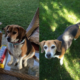 Illustration de l'article : 14 chiens heureux et en pleine forme apr&egrave;s avoir vaincu le surpoids