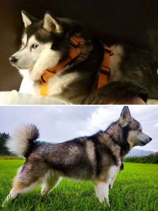 Illustration de l'article : 14 chiens heureux et en pleine forme après avoir vaincu le surpoids