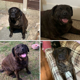 Illustration de l'article : 14 chiens heureux et en pleine forme après avoir vaincu le surpoids