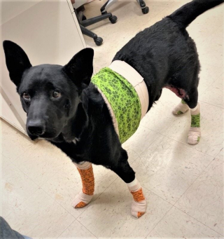 Illustration de l'article : Après avoir vécu le pire, ce chien est désormais heureux aux côtés du vétérinaire qui lui a sauvé la vie  