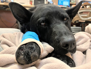 Illustration de l'article : Après avoir vécu le pire, ce chien est désormais heureux aux côtés du vétérinaire qui lui a sauvé la vie  