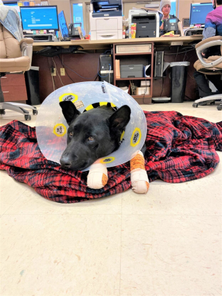 Illustration de l'article : Après avoir vécu le pire, ce chien est désormais heureux aux côtés du vétérinaire qui lui a sauvé la vie  