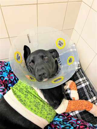 Illustration de l'article : Après avoir vécu le pire, ce chien est désormais heureux aux côtés du vétérinaire qui lui a sauvé la vie  