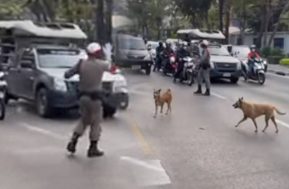Illustration de l'article : Un agent de la circulation arrête des voitures pour laisser deux chiens traverser en toute sécurité