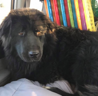 Illustration de l'article : La belle histoire d'Everest, le chien abandonné devenu chien de thérapie pour les enfants en convalescence