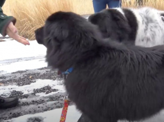 Illustration de l'article : La belle histoire d'Everest, le chien abandonné devenu chien de thérapie pour les enfants en convalescence