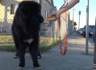 Illustration de l'article : La belle histoire d'Everest, le chien abandonné devenu chien de thérapie pour les enfants en convalescence