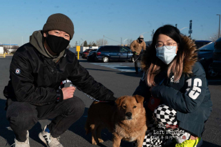Illustration de l'article : Après des mois d’attente, ces 27 chiens sauvés du trafic de viande en Chine rejoignent leur famille pour la vie 