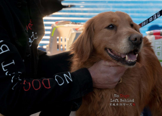 Illustration de l'article : Après des mois d’attente, ces 27 chiens sauvés du trafic de viande en Chine rejoignent leur famille pour la vie 