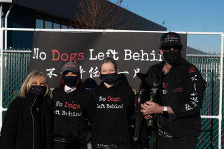 Illustration de l'article : Après des mois d’attente, ces 27 chiens sauvés du trafic de viande en Chine rejoignent leur famille pour la vie 