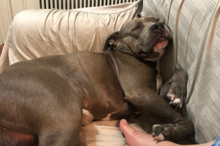 Illustration de l'article : Un chien errant, incapable de se nourrir à cause de sa langue coupée reçoit l'aide de plusieurs refuges