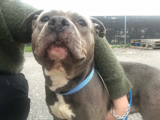 Illustration de l'article : Un chien errant, incapable de se nourrir à cause de sa langue coupée reçoit l'aide de plusieurs refuges