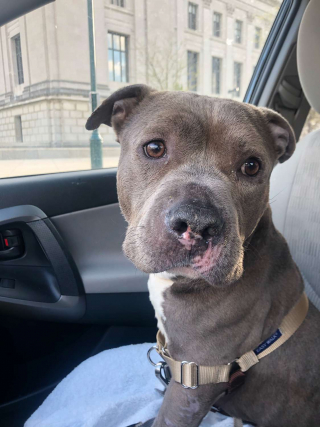 Illustration de l'article : Un chien errant, incapable de se nourrir à cause de sa langue coupée reçoit l'aide de plusieurs refuges