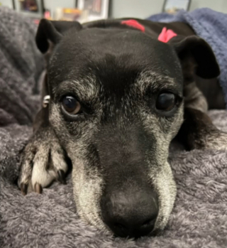 Illustration de l'article : Après 7 années passées dans un refuge, cette chienne est enfin adoptée et pas par n'importe qui