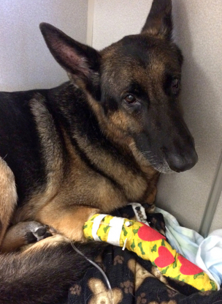 Illustration de l'article : Un chien policier à la retraite risque sa vie pour sauver sa famille de l'incendie de leur maison