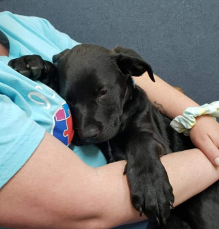 Illustration de l'article : Un petit garçon bienveillant trouve une solution étonnante pour tenter de sauver son chiot très malade