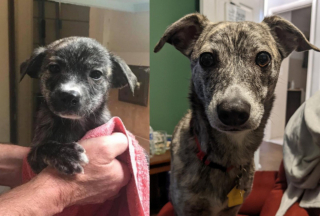 Illustration de l'article : 20 photos montrant que même en grandissant, les chiens gardent leur irrésistible regard de chiot