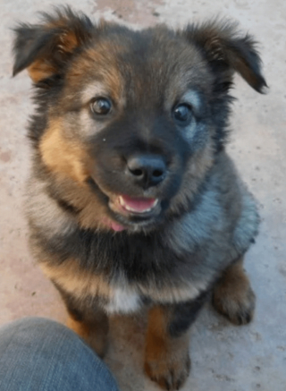 Illustration de l'article : 20 photos montrant que même en grandissant, les chiens gardent leur irrésistible regard de chiot