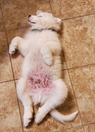 Illustration de l'article : 20 photos montrant que même en grandissant, les chiens gardent leur irrésistible regard de chiot