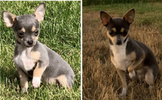 Illustration de l'article : 20 photos montrant que même en grandissant, les chiens gardent leur irrésistible regard de chiot