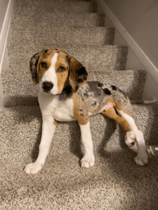 Illustration de l'article : 20 photos montrant que même en grandissant, les chiens gardent leur irrésistible regard de chiot