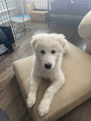 Illustration de l'article : 20 photos montrant que même en grandissant, les chiens gardent leur irrésistible regard de chiot