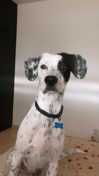 Illustration de l'article : 20 photos montrant que même en grandissant, les chiens gardent leur irrésistible regard de chiot